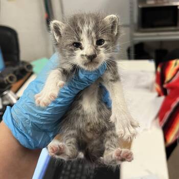 Winifred W3 -  Domestic Short Hair Cat for Adoption in Edinburg, Texas - Winifred W3 | PetCurious