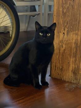 Johnny -  Domestic Short Hair Cat for Adoption - Johnny | PetCurious