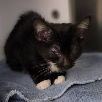 25027 -  Domestic Short Hair Cat for Adoption in Briarcliff Manor, New York - 25027 | PetCurious