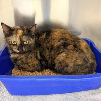 Domestic Short Hair Cats Available for Adoption - Rhiannon | PetCurious