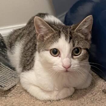 Domestic Short Hair Cats Available for Adoption - Marie | PetCurious