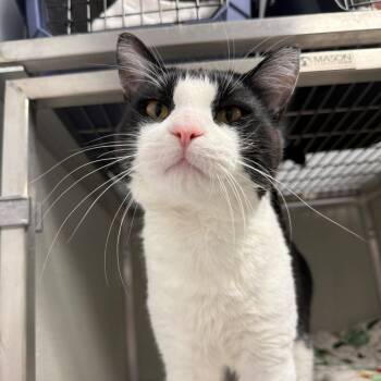 Buoy -  Domestic Short Hair Cat for Adoption in Branford, Connecticut - Buoy | PetCurious