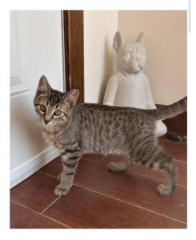 Rescue Domestic Short Hair Cats for Adoption in Ashland, Kentucky - Yang | PetCurious