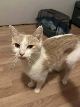 Geri -  Domestic Short Hair Cat for Adoption in Dayton, Minnesota - Geri | PetCurious