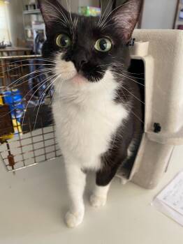 Brit -  Domestic Short Hair Cat for Adoption in Corpus Christi, Texas - Brit | PetCurious