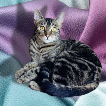 Mia -  Domestic Short Hair Cat for Adoption in Los Angeles, California - Mia | PetCurious