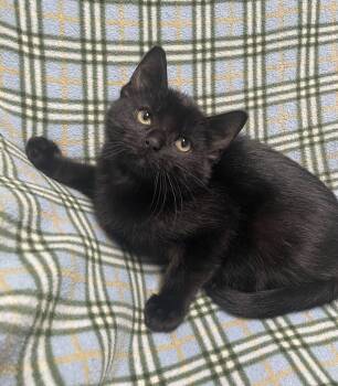 Svengoolie -  Domestic Short Hair Cat for Adoption in Jackson, Michigan - Svengoolie | PetCurious