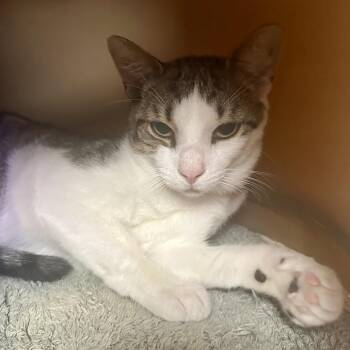 Willy -  Domestic Short Hair Cat for Adoption in Westhampton, New York - Willy | PetCurious