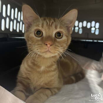 Rescue Domestic Short Hair Cats for Adoption in Washington, District Of Columbia - Suede | PetCurious