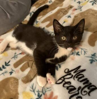 Oreo -  Domestic Short Hair Cat for Adoption in Zimmerman, Minnesota - Oreo | PetCurious