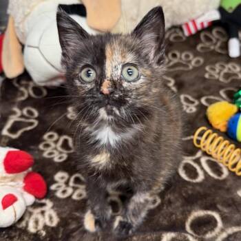 Ember -  Domestic Short Hair Cat for Adoption in Greensburg, Pennsylvania - Ember | PetCurious