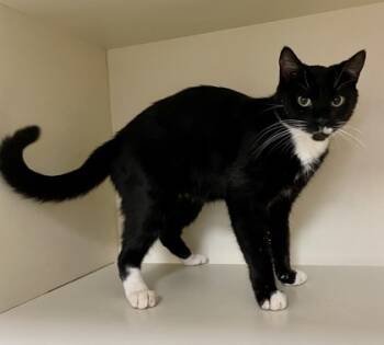 Rescue Domestic Short Hair Cats for Adoption in Chamblee, Georgia - Norman | PetCurious