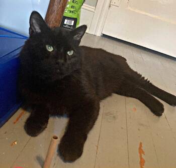 Rescue Domestic Short Hair Cats for Adoption in Colmar, Pennsylvania - Benny | PetCurious