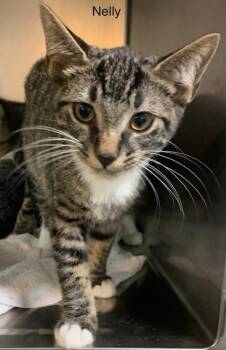 Rescue Domestic Short Hair Cats for Adoption in Annapolis, Maryland - Nelly Sol (with King) | PetCurious