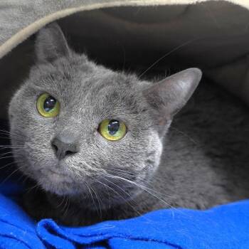 Sassy -  Domestic Short Hair Cat for Adoption in Michigan City, Indiana - Sassy | PetCurious