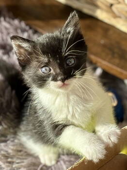 Rescue Tuxedo and Domestic Medium Hair Cats for Adoption - Pipsqueak | PetCurious