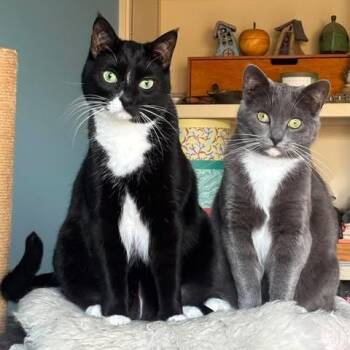 ARBUTUS & BARBERRY -  Domestic Short Hair Cat Available for Adoption in Campbell River, British Columbia - ARBUTUS & BARBERRY | PetCurious