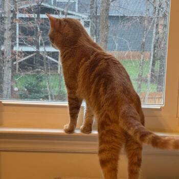 Dyson -  Domestic Short Hair Cat for Adoption in Durham, North Carolina - Dyson | PetCurious