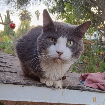 Domestic Short Hair Cats Available for Adoption - Dino | PetCurious