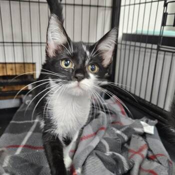 Whiskey -  Domestic Short Hair Cat for Adoption in Ridgely, Maryland - Whiskey | PetCurious