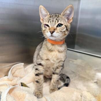 Tiger -  Domestic Short Hair Cat for Adoption in Palm Springs, California - Tiger | PetCurious