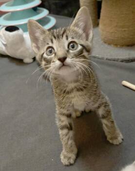 Teddy -  Tabby Cat for Adoption in San Juan Capistrano, California - Teddy | PetCurious