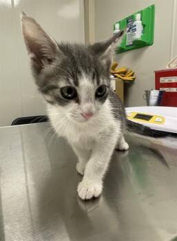 Domestic Short Hair Cats Available for Adoption in Ontario, California - SAMSON | PetCurious