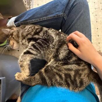 Hercules- Butler Campus -  Domestic Short Hair Cat for Adoption in Flagstaff, Arizona - Hercules- Butler Campus | PetCurious