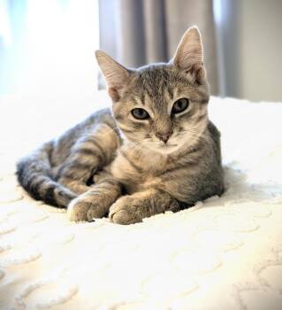 Vince -  Domestic Short Hair Cat for Adoption in Maineville, Ohio - Vince | PetCurious