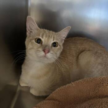 Domestic Short Hair Cats Available for Adoption in Council Bluffs, Iowa - Happy | PetCurious