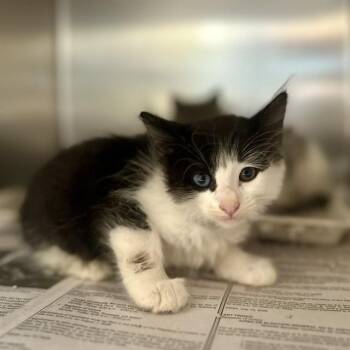 LONZO -  Domestic Short Hair Cat for Adoption in Riverside, California - LONZO | PetCurious
