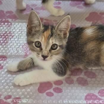 Annie -  Domestic Short Hair Cat for Adoption in Mount Pleasant, Texas - Annie | PetCurious