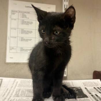 Sparky -  Domestic Short Hair Cat for Adoption in Yuma, Arizona - Sparky | PetCurious