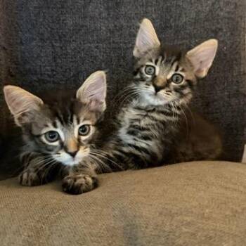 Popper -  Domestic Short Hair Cat for Adoption in Los Angeles, California - Popper | PetCurious