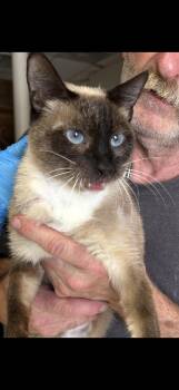 Artica -  Snowshoe Cat for Adoption in Las Vegas, Nevada - Artica | PetCurious