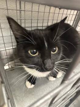 STARFIRE -  Domestic Short Hair Cat for Adoption in Las Vegas, Nevada - STARFIRE | PetCurious