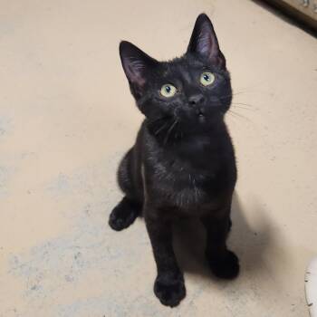 Sebastian -  Domestic Short Hair Cat for Adoption in Bolingbrook, Illinois - Sebastian | PetCurious