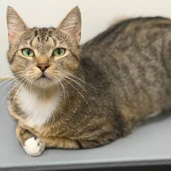 Penny -  Domestic Short Hair Cat for Adoption in Jessup, Maryland - Penny | PetCurious