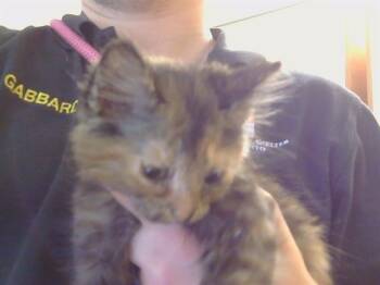 Domestic Short Hair Cats Available for Adoption in Sacramento, California - LIZZIE | PetCurious