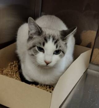 Rescue Domestic Short Hair Cats for Adoption in Pocatello, Idaho - Jimbo 45448 | PetCurious