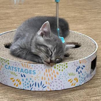 Dillard -  Domestic Short Hair Cat for Adoption in Milan, Illinois - Dillard | PetCurious