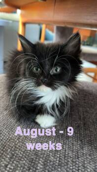 Domestic Short Hair Cats Available for Adoption - August | PetCurious