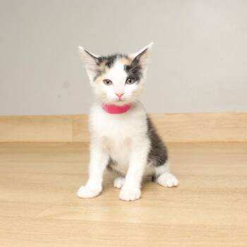 Domestic Short Hair Cats Available for Adoption in Minnetonka, Minnesota - Mew C68631 | PetCurious