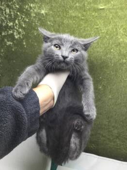CALYPSO -  Domestic Short Hair Cat for Adoption in Riverside, California - CALYPSO | PetCurious