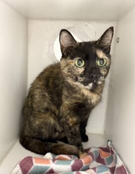 Marilyn -  Domestic Short Hair Cat for Adoption in Rochester, Indiana - Marilyn | PetCurious