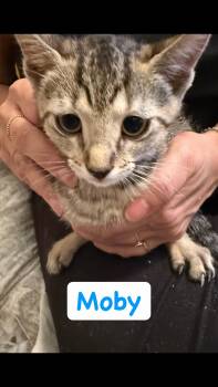 Moby -  Domestic Short Hair Cat Available for Adoption in Syosset, New York - Moby | PetCurious