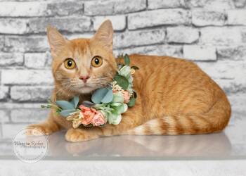 Lucy Lu -  Domestic Short Hair and Tabby Cat for Adoption in Tuscaloosa, Alabama - Lucy Lu | PetCurious