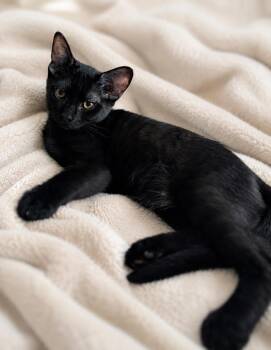 Monochrome -  Domestic Short Hair Cat for Adoption in Oswego, South Carolina - Monochrome | PetCurious
