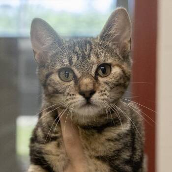 Domestic Short Hair Cats Available for Adoption - Allie | PetCurious