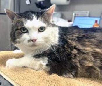 Snickers Mini -  Domestic Medium Hair and Domestic Short Hair Cat for Adoption in Fishers, Indiana - Snickers Mini | PetCurious